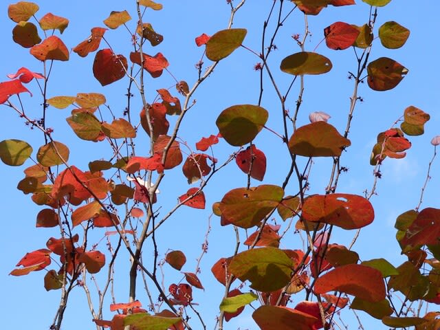 秋の花 丸葉の木 田舎へ行ってご 見てご