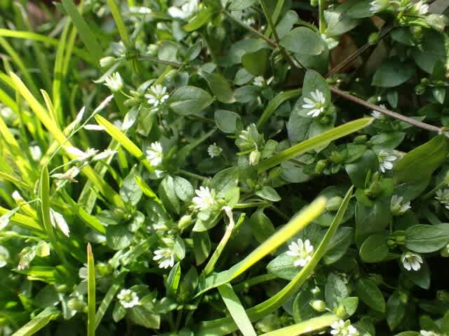 春の七草のひとつです 木曽now