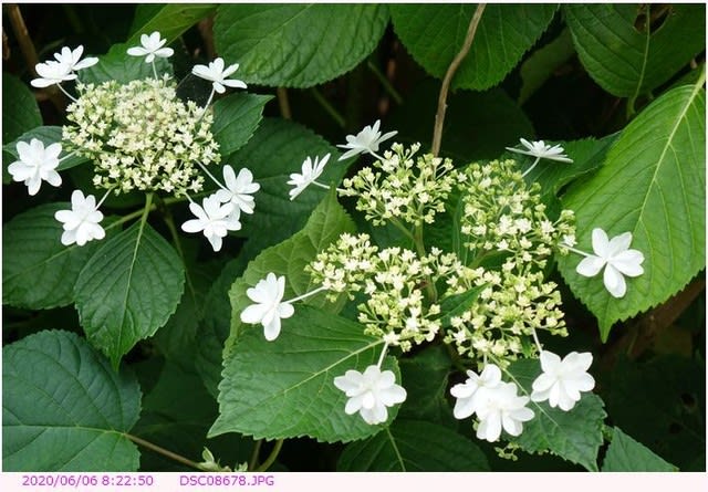 アジサイ 装飾花と両性花が白い色のアジサイ 弁天ふれあいの森公園へ散歩