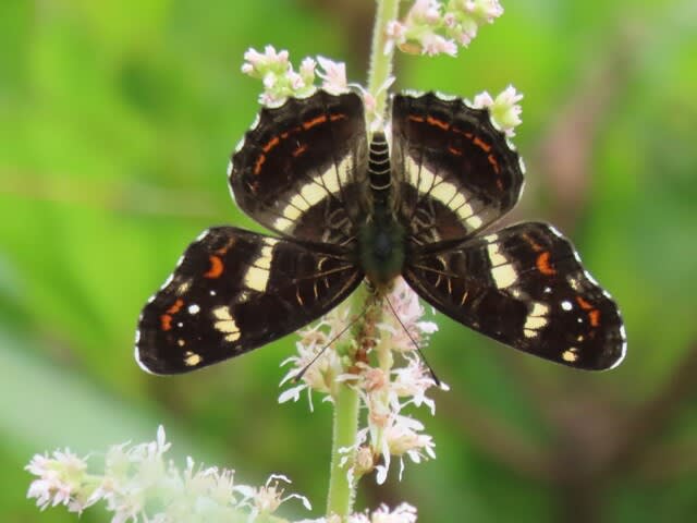 高ボッチ高原・鉢伏山で最近見る事の出来る昆虫　サカハチチョウ（逆八蝶）　 夏型　メス