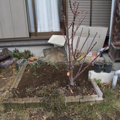 バイオリーナの植え替え Rosewood Garden Blog バイオリーナの植え替え Rosewood Garden Blog
