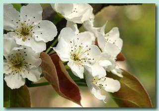 梨の花 花言葉と其の時々