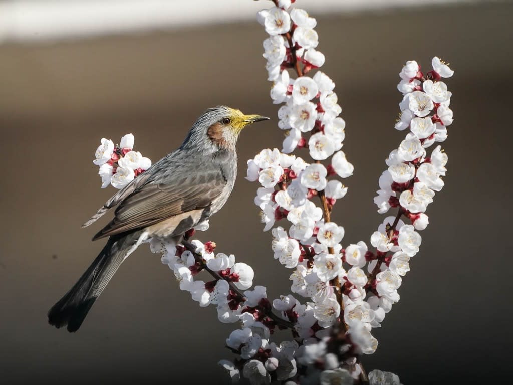 ヒヨドリ 鳥さん こんにちは ヒヨドリ 鳥さん こんにちは