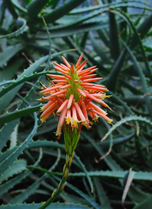 アロエの花 ジージのドイツ花便り アロエの花 ジージのドイツ花便り
