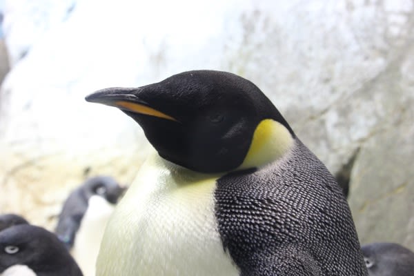 ペンギン皇帝様と王様の違い３ ペンギン音頭