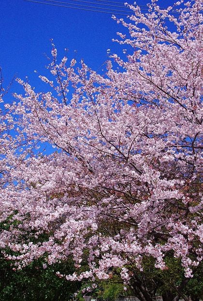 お花見とキンモクセイの剪定 教室 自然いろいろブログ お花見とキンモクセイの剪定 教室 自然いろいろブログ