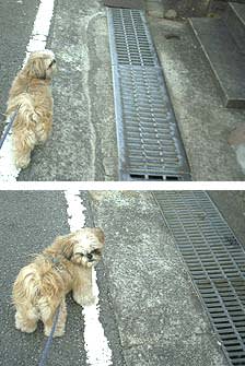 コラム4の227 ゆけゆけ ロクパトロール スクラップ ビール