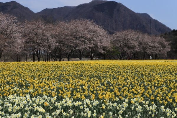 岩井親水公園の桜と水仙 写真ブログ