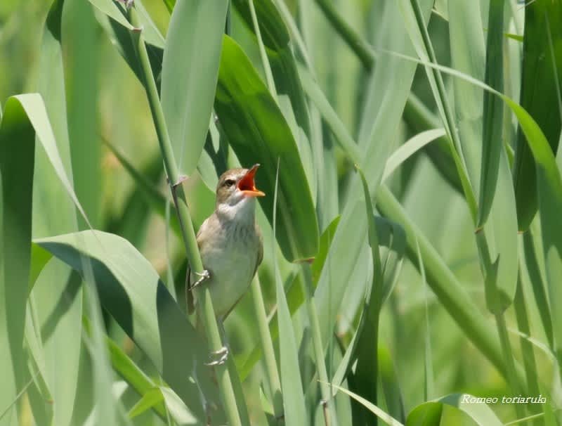 ギョギョシの声に夏到来 気楽にとり 鳥 撮り 歩き ギョギョシの声に夏到来 気楽にとり 鳥 撮り 歩き
