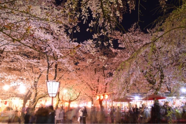 平野神社 ﾟ夜 桜 ﾟ 嵯峨出荷組合 管理人室