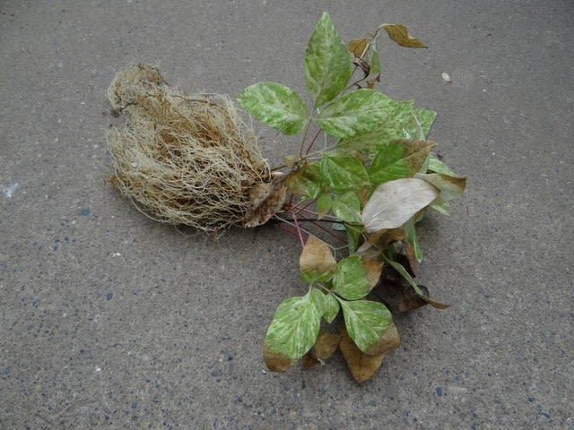 ヤマシャクヤク 山芍薬 斑入り 植え替え 上作です 白く綺麗な根がたっぷり 路地裏のギボウシ