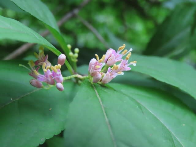 高ボッチ高原・鉢伏山で最近咲いている花　ムラサキシキブ（紫式部）