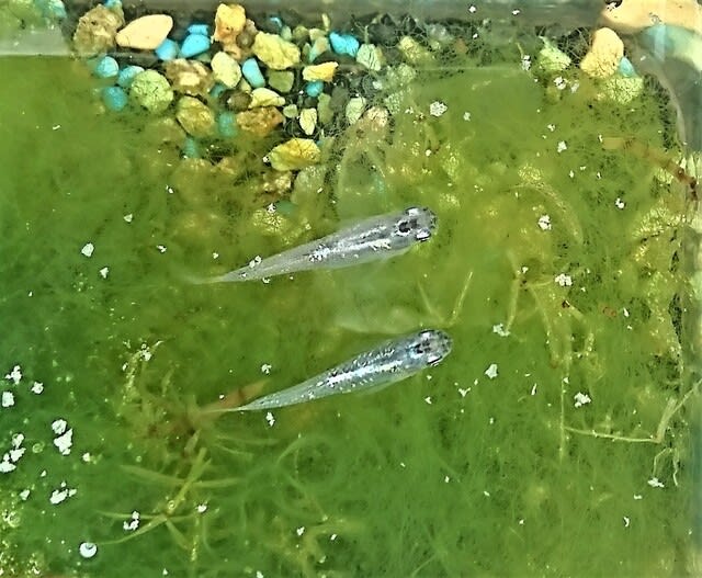 明け方ほんの少し雨の後、その後は昨日までと同じ夏日続き・・ - びわ湖・勝手気ままな日々！