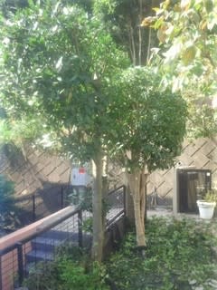 月桂樹と金木犀 グリングリンの庭 ｇｒｅｅｎ ｇｒｉｎ
