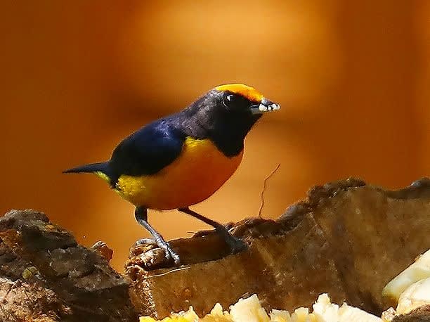キバラスミレフウキンチョウ 自然からのたより キバラスミレフウキンチョウ 自然からのたより