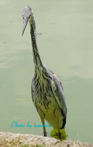 住之江公園の野鳥 アオサギ編 情熱親父の心晴天 Part2