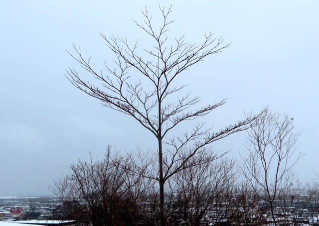 樹木ウォッチング冬から夏へ１７６ミズキ１ 井伊影男の植物観察
