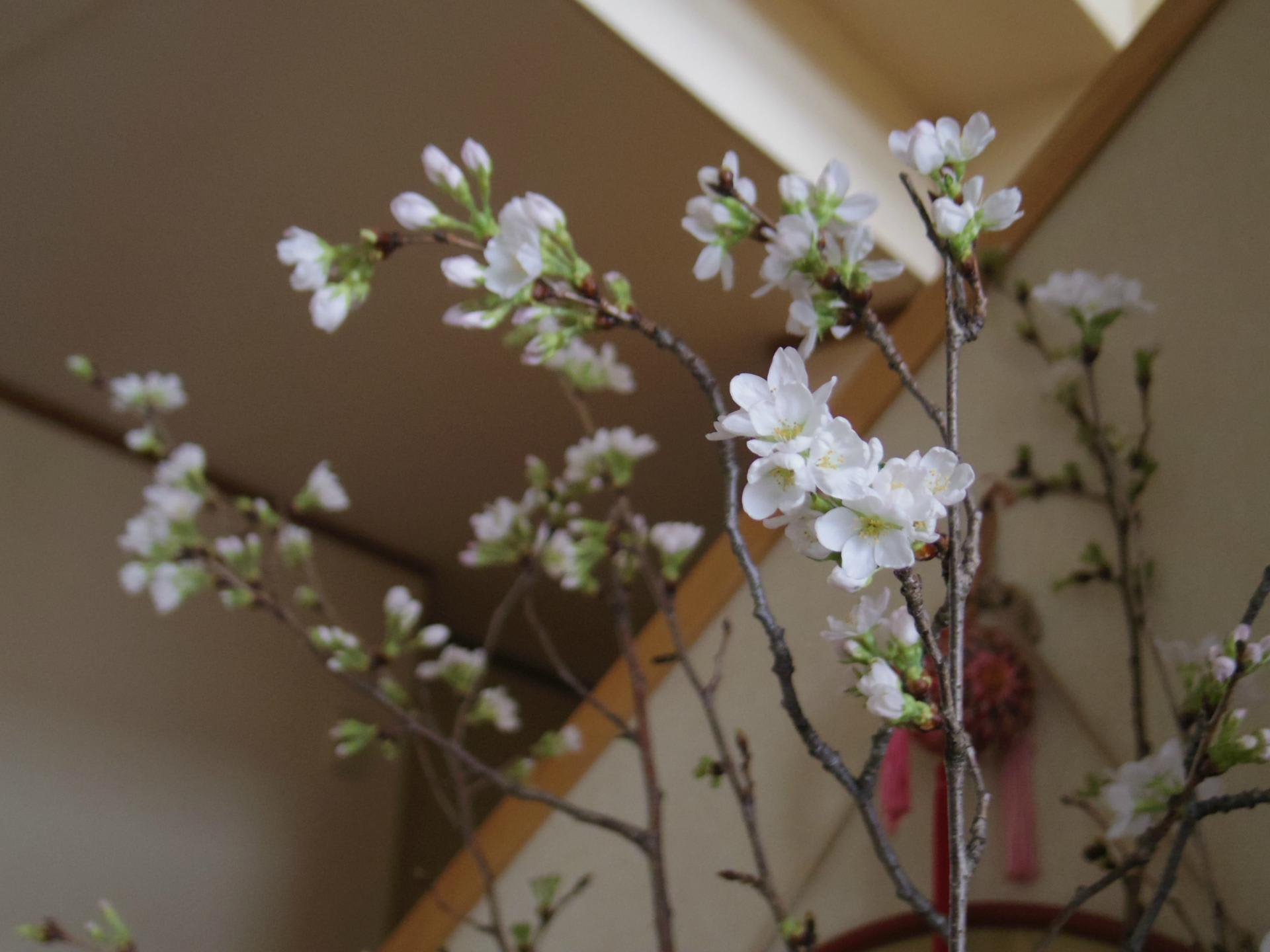 ぺんぺん草 の 桜の 花 が 咲き まし たよ