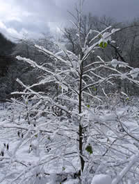 雪の花アップ