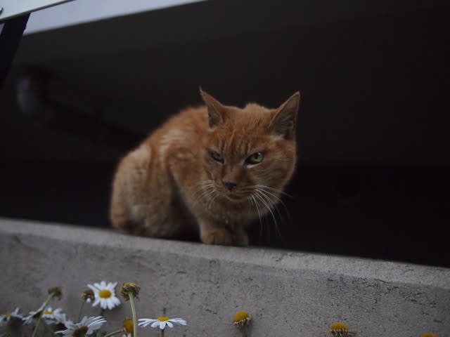 猫写真 夕焼けだんだん Sceneries Through The Lenses