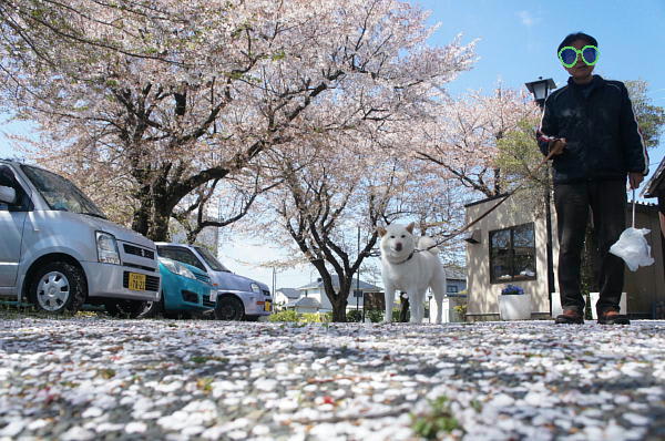 桜の花びらが散る ひとりごと