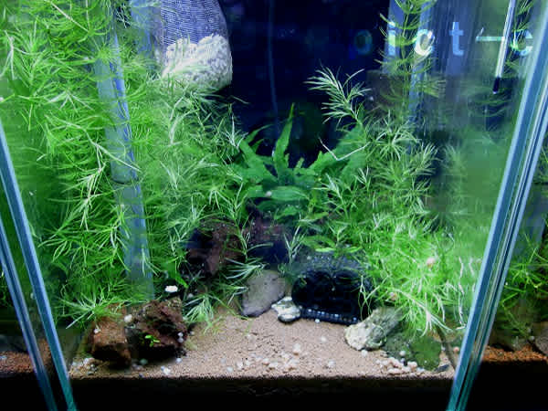 ゴールデン アイ ブラック ダイヤ のブログ記事一覧 2ページ目 我が家の水槽散歩 ゴールデン アイ ブラック ダイヤ のブログ記事一覧 2ページ目 我が家の水槽散歩