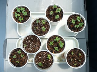 バジル植え替え 和紅茶サポーター バジル植え替え 和紅茶サポーター