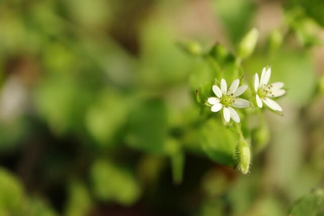 小さな小さな雑草 ハコベ 早春の花 046 野の花 庭の花 小さな小さな雑草 ハコベ 早春の花 046 野の花 庭の花