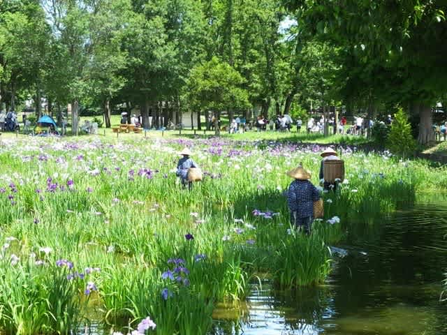 菖蒲三題 その三 まさに おまつり でした 水元公園 葛飾区 北へ南へ 東へ西へ 菖蒲三題 その三 まさに おまつり でした 水元公園 葛飾区 北へ南へ 東へ西へ