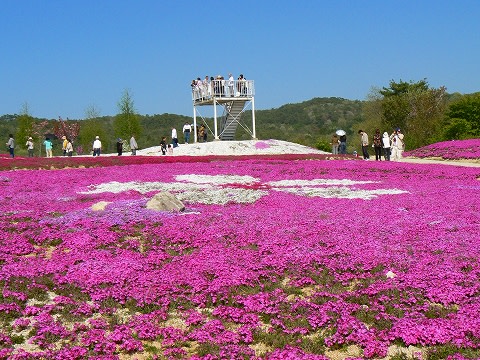予想外でした 世羅の芝桜 花夢のさと 毎日更新 日刊 安頓写真ブログ 予想外でした 世羅の芝桜 花夢のさと 毎日更新 日刊 安頓写真ブログ
