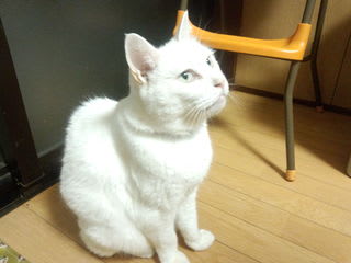 白猫占い こんなんでましたけど 埼玉西武ライオンズを応援する猫 マイちゃんとコムタン