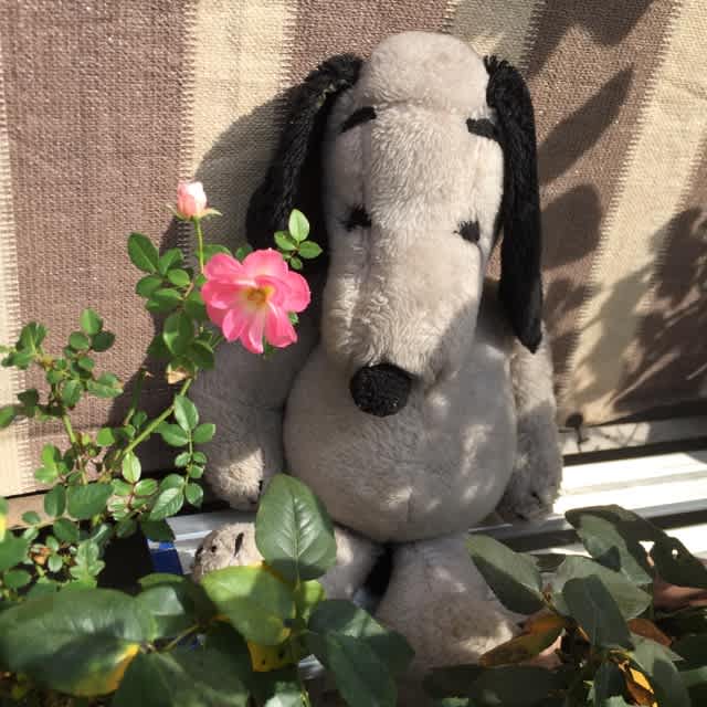 私のお宝 うさぎとかめの手作りな日々 私のお宝 うさぎとかめの手作りな日々