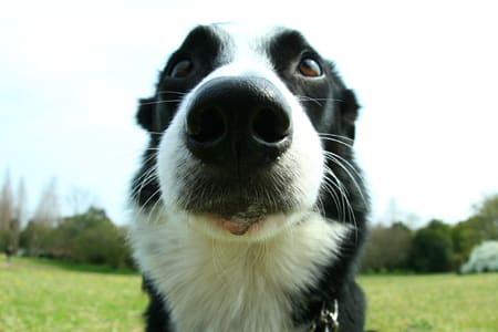 bordercollie_ボーダーコリー