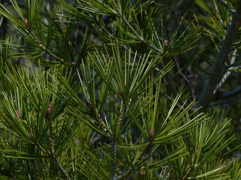 白松　ハクショウ ハクショウ（白皮松・白松）10号ポット樹高1.2m の通販 | 園芸