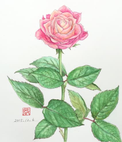 薔薇 花の絵いっぱい描きたい