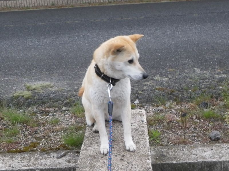 こにくら じいさん を返上したら ミミパパとの愉快な日常生活