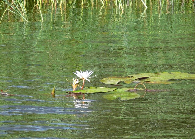 ザンベジ川の畔に咲く睡蓮(water lily）
