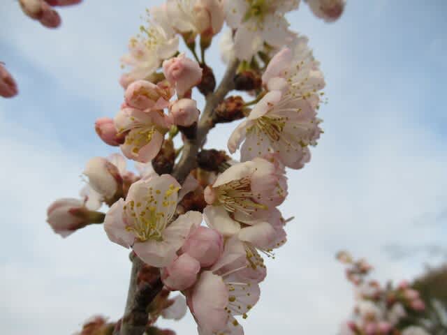 サクランボの花 花アラカルト