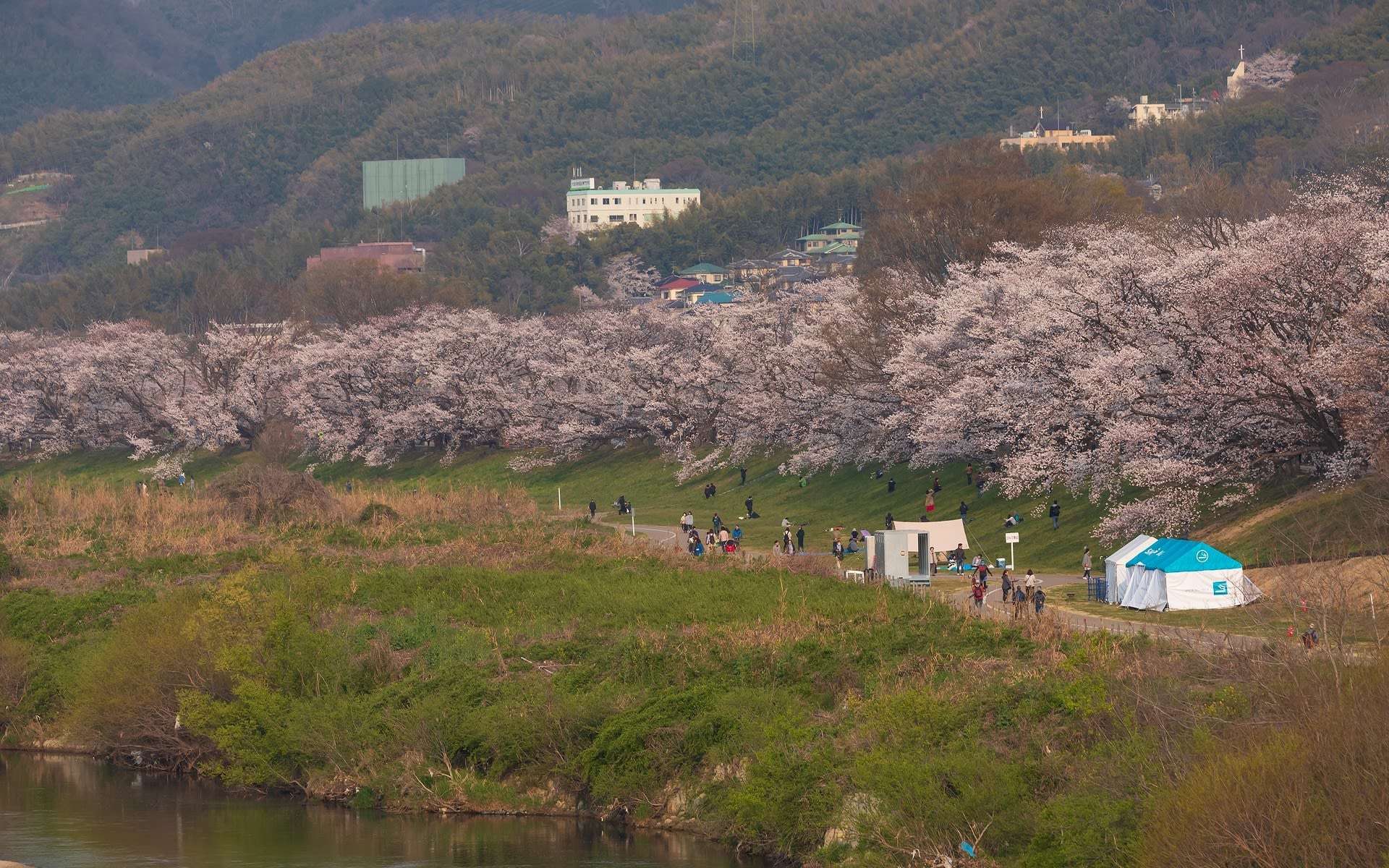 19年春の京都 背割堤の壁紙 計19枚 壁紙 日々駄文