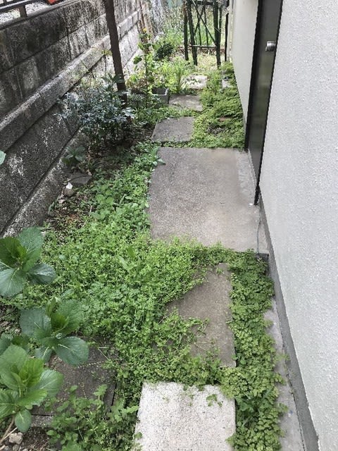 定期的にお庭の手入れをしている横浜市個人邸の現在 庭木剪定 伐採 草刈り お庭の困ったを解決するお助けマンブログ