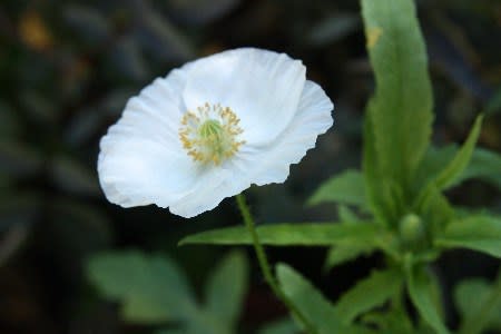 白い花のポピー バーバスカム 庭物語
