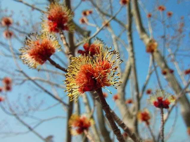 アメリカハナノキ 亜米利加花の木 花はいまひとつ むかごの日記
