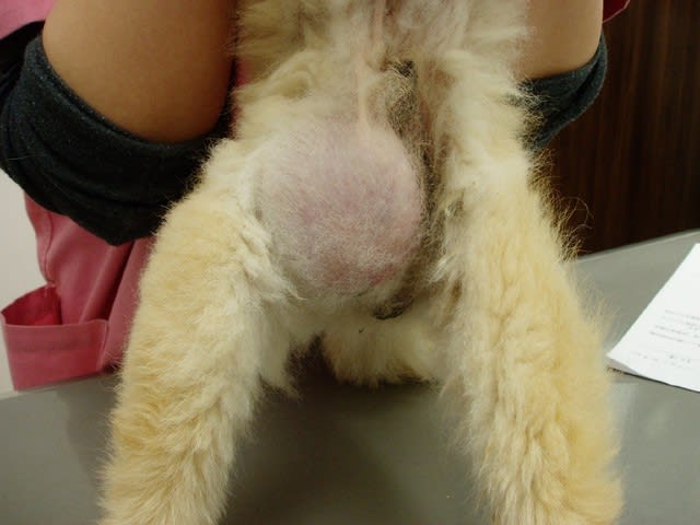 22歳の犬さんの皮下精巣腫瘍の摘出術 4 14 湘南茅ヶ崎 まつうら