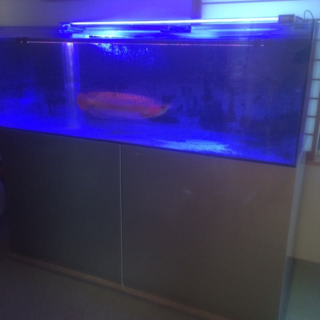 今日も入荷中 アクアは毎日見逃せないですよー アクアズ 店長ブログ