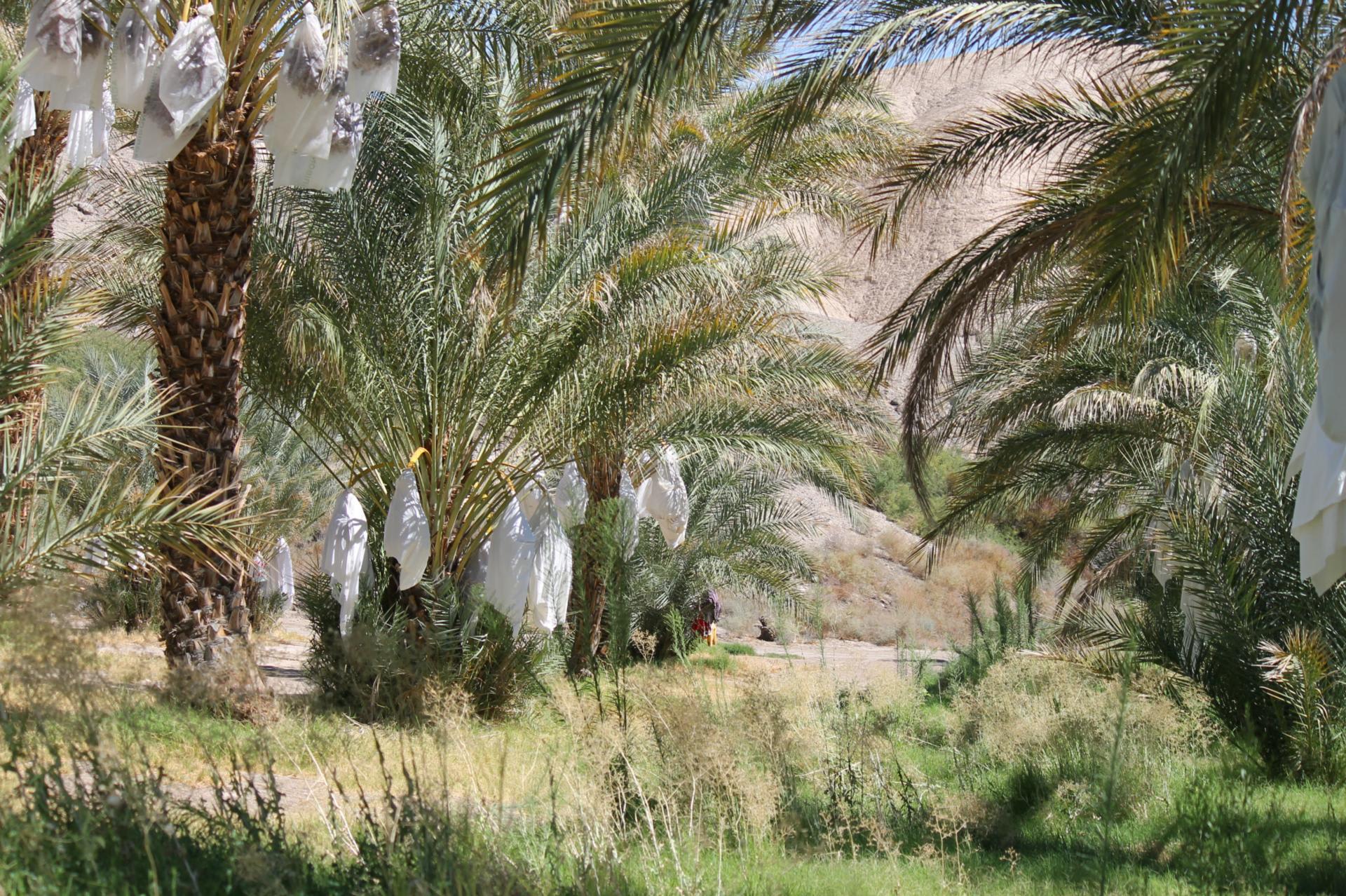 砂漠のオアシス ナツメヤシの栽培 種山壮 Shuzanso Ny