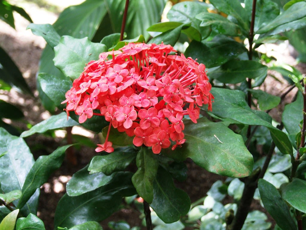 サンタンカ 三丹花 季節の花