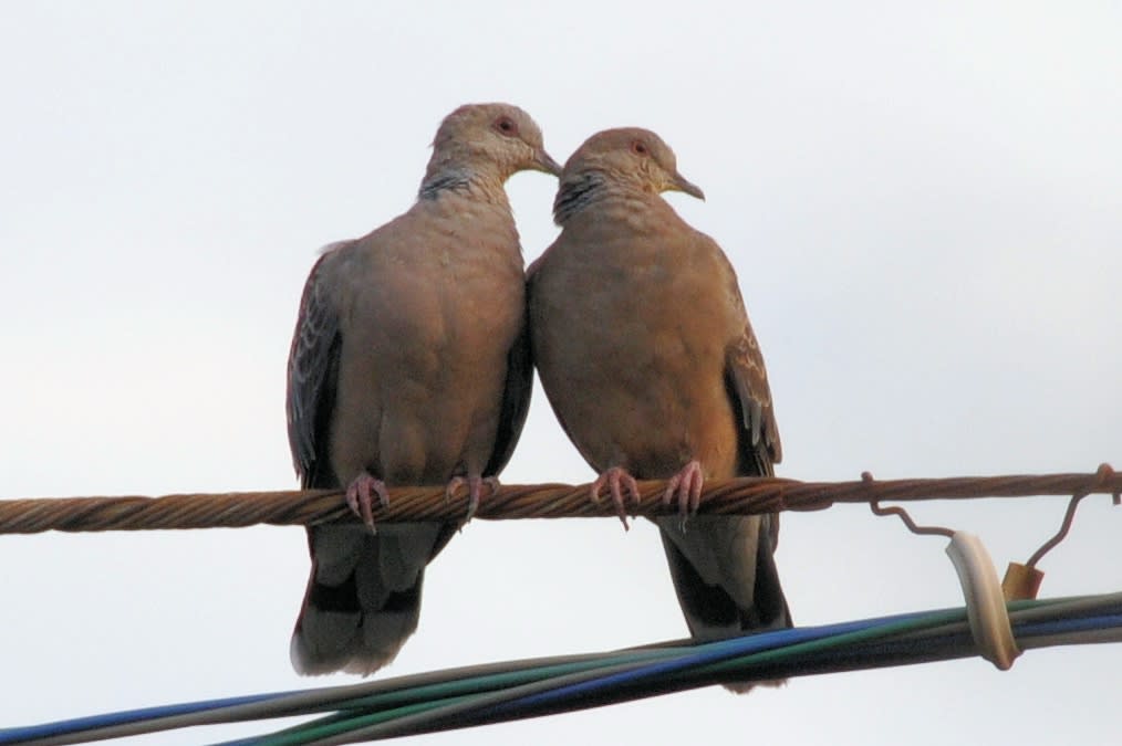 山鳩君久し振り！の画像