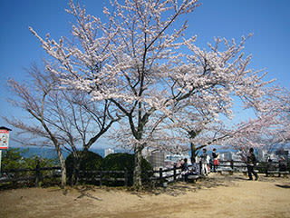 三井寺の桜の写真