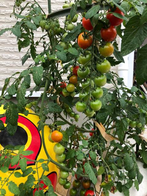 ３こ収穫と葉に白い斑点 ミニトマト 太陽電池と水耕栽培と Season 11