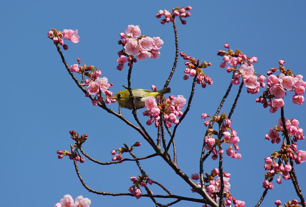 公園の桜『陽光』の画像